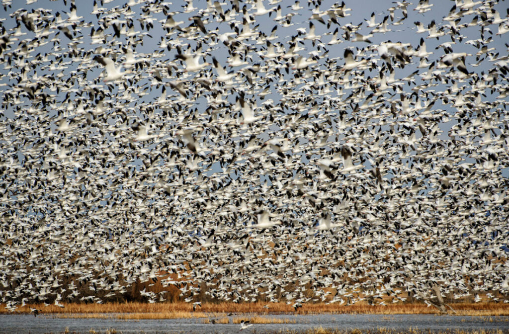 Image of thousands of sandhill cranes in flight by Jorn Vangoidtsenhoven