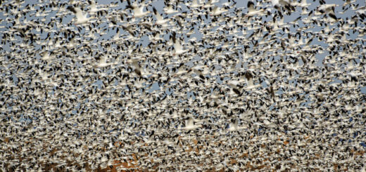 Image of thousands of sandhill cranes in flight by Jorn Vangoidtsenhoven