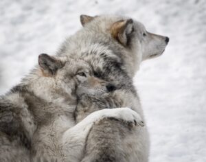 Image of 2 wolves