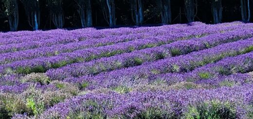 Lavender fields
